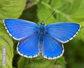 Adonis Blue by Peter Eeles