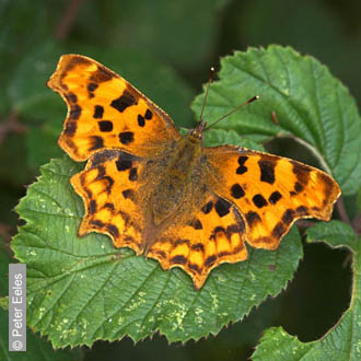 Comma by Peter Eeles