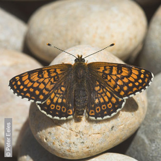 Glanville Fritillary by Peter Eeles