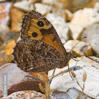 Grayling by Peter Eeles