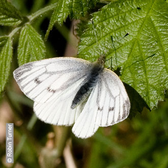 Green-veined White by Robin Turner