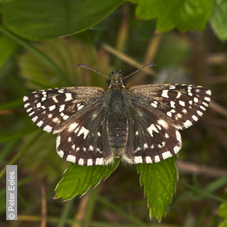 the grizzled skipper is a characteristic spring butterf