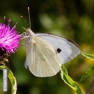 Large White by Robin Turner