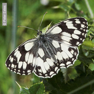 Marbled White by Peter Eeles