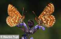 Marsh Fritillaries by Maurice Pugh