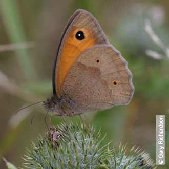Meadow Brown by Gary Richardson
