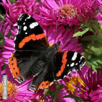 Red Admiral by David Green