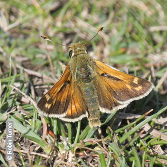 Silver-spotted Skipper by Robin Turner
