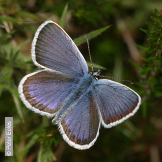 Silver-studded Blue by Peter Eeles