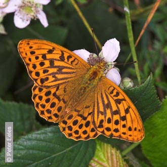 Silver-washed Fritillary by Peter Eeles