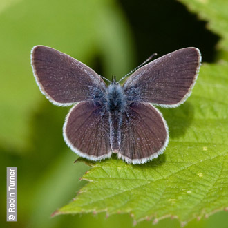 Small Blue by Robin Turner