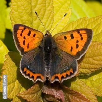 Small Copper by Robin Turner