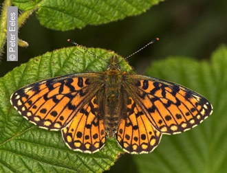 Small Pearl-bordered Fritillary by Peter Eeles
