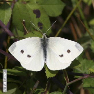 Small White by Pat Turner