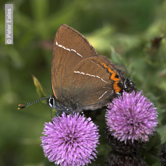 White-letter Hairstreak by Peter Eeles