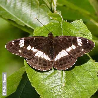 White Admiral by Robin Turner