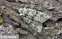 Merveille du Jour by Tim Norris