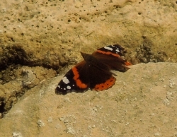 Click to enlarge Highslide JS
