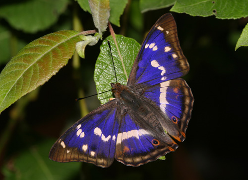 Purple Emperor Butterfly, Purple Emperor Butterfly Pictures